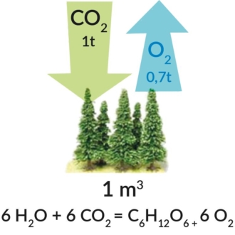 Nyrkkisääntö on, että 1 kuutiometri puuta varastoi 1 tonnin hiilidioksidia.